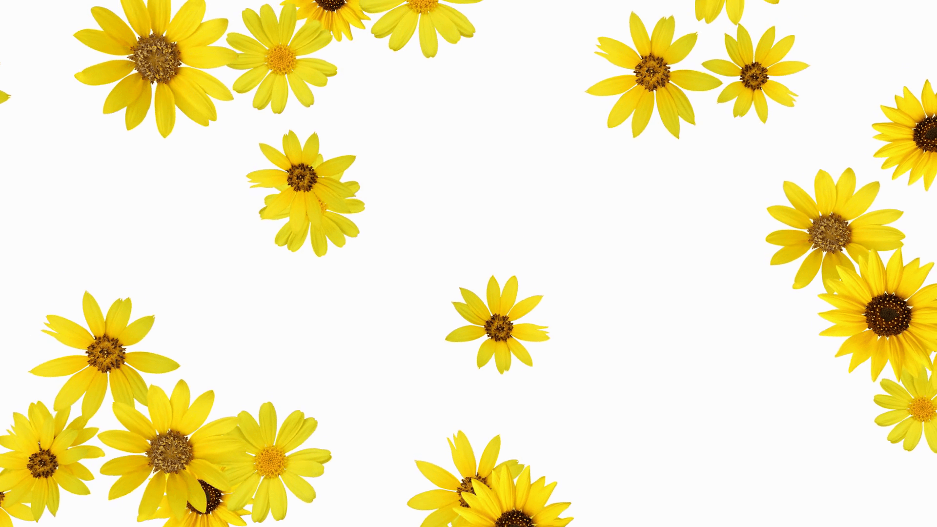 Cute Cartoon Sunflower Wallpapers - Top Free Cute Cartoon Sunflower Backgrounds - WallpaperAccess