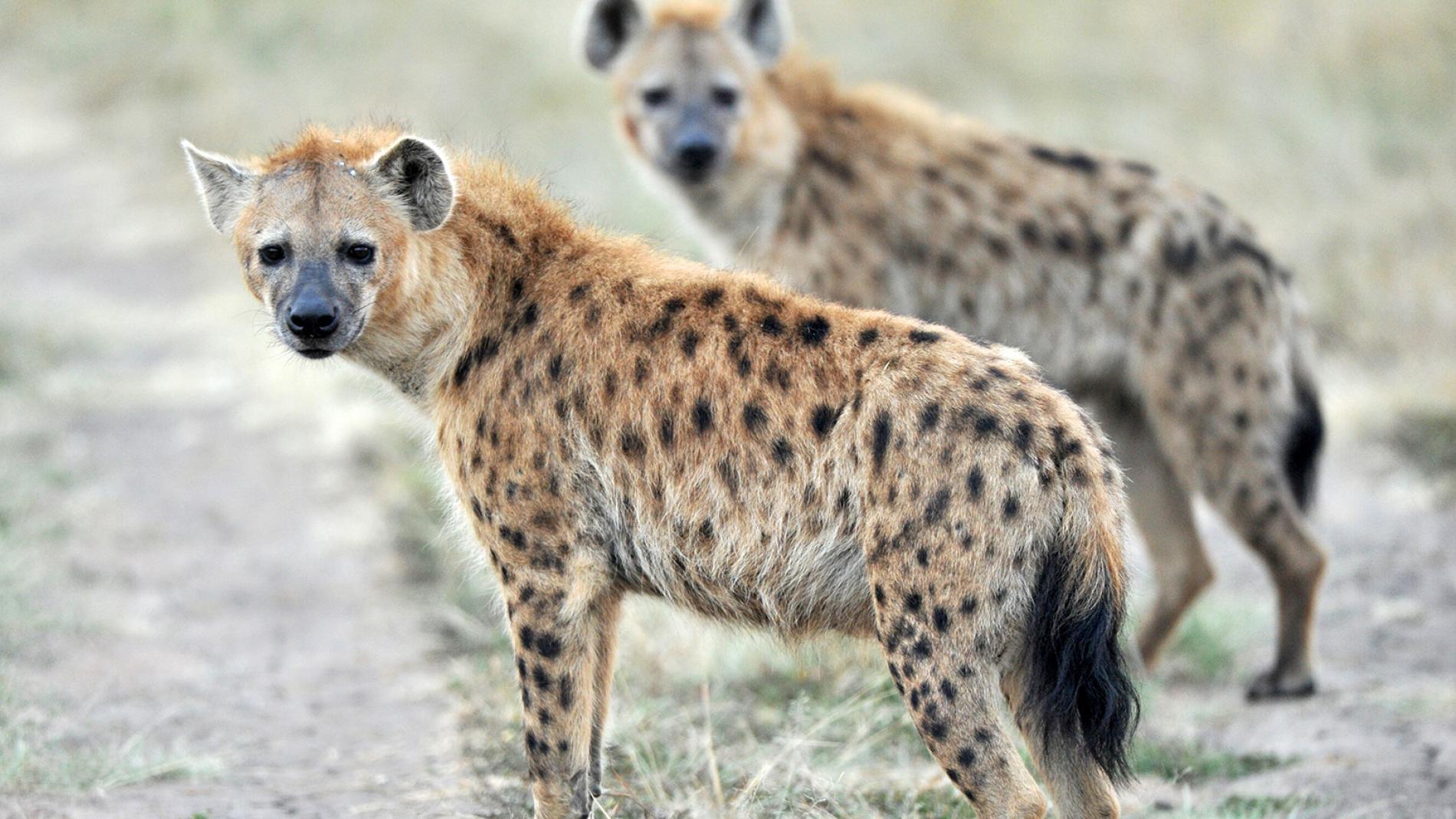 1900x1068 Cool Facts About Hyenas. Why Do Female Spotted Hyenas Give Birth Through Their Pseudo Penises?