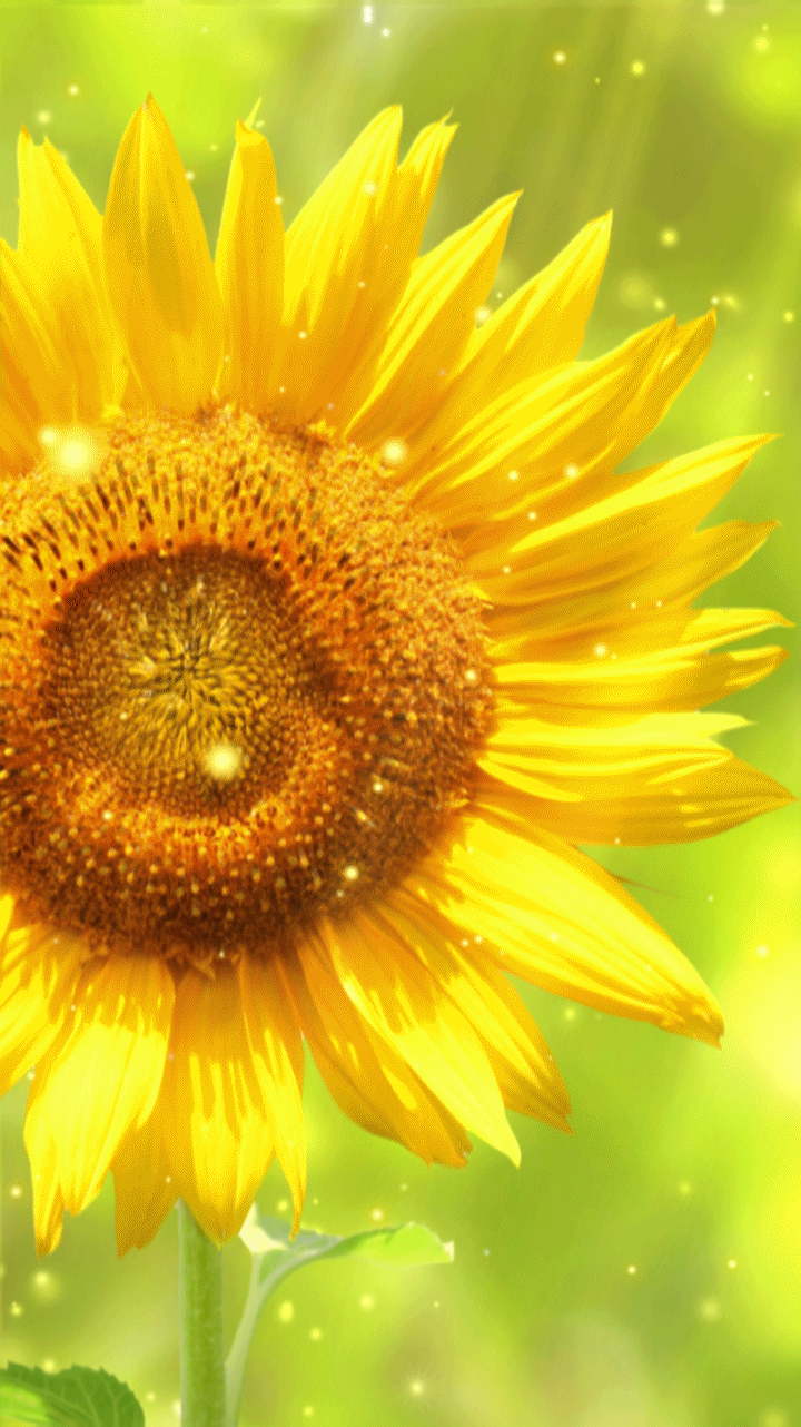 720x1282 Sunflower Wallpaper Background Cute Animated Flower Aesthetic