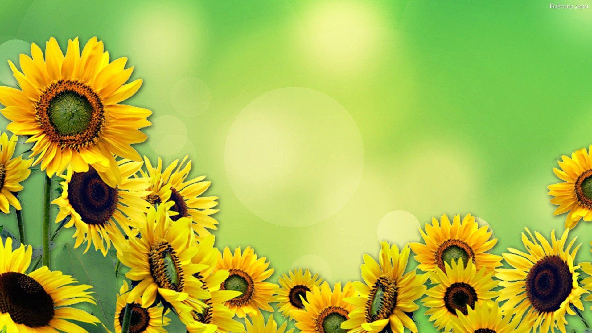 1920x1080 Anime Sunflower HD Wallpaper