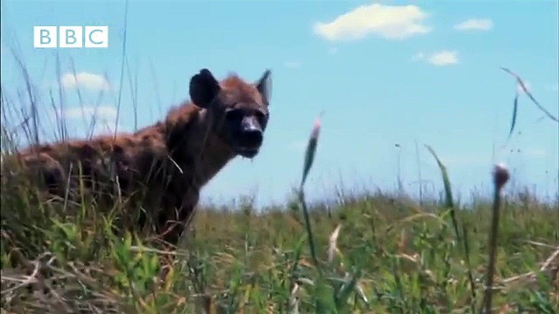 1920x1080 Amazing Attack! Lion kills Hyena! New video