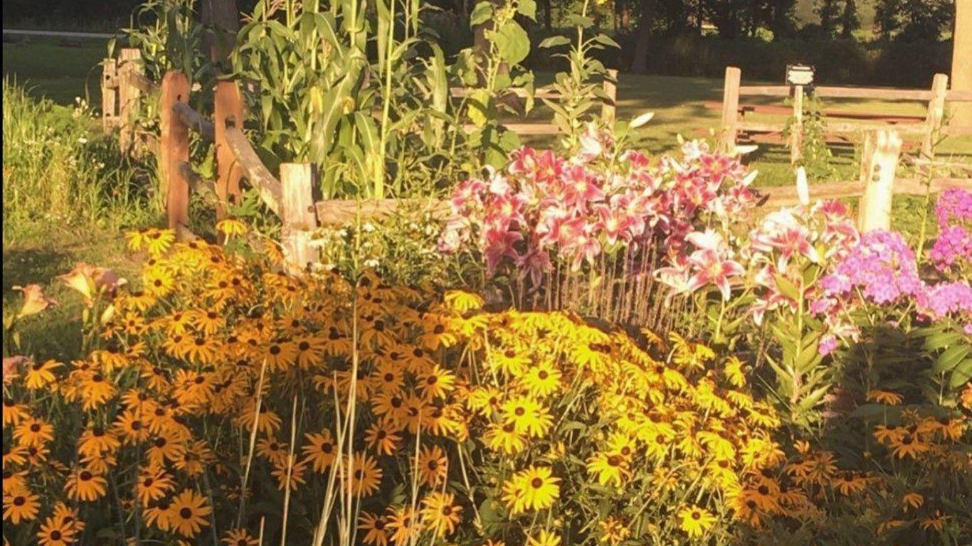 Khu vườn nhỏ 1366x768 với những bông hoa đầy màu sắc Hình nền HD Cottagecore.  Hình nền HD
