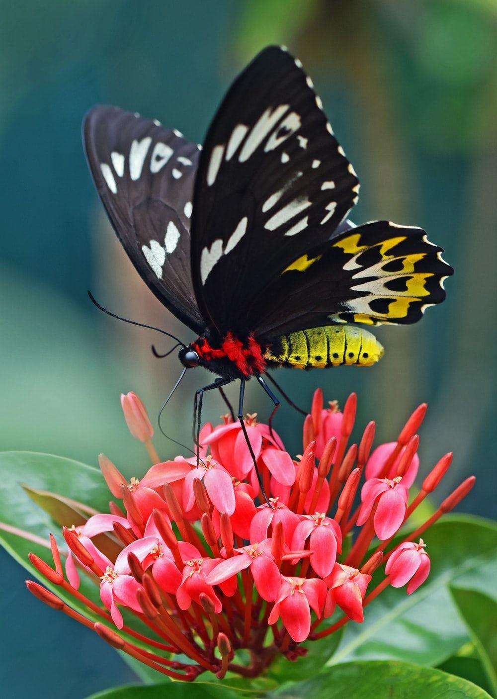 1000x1406 Butterfly Wallpaper: Free HD Download [HQ]