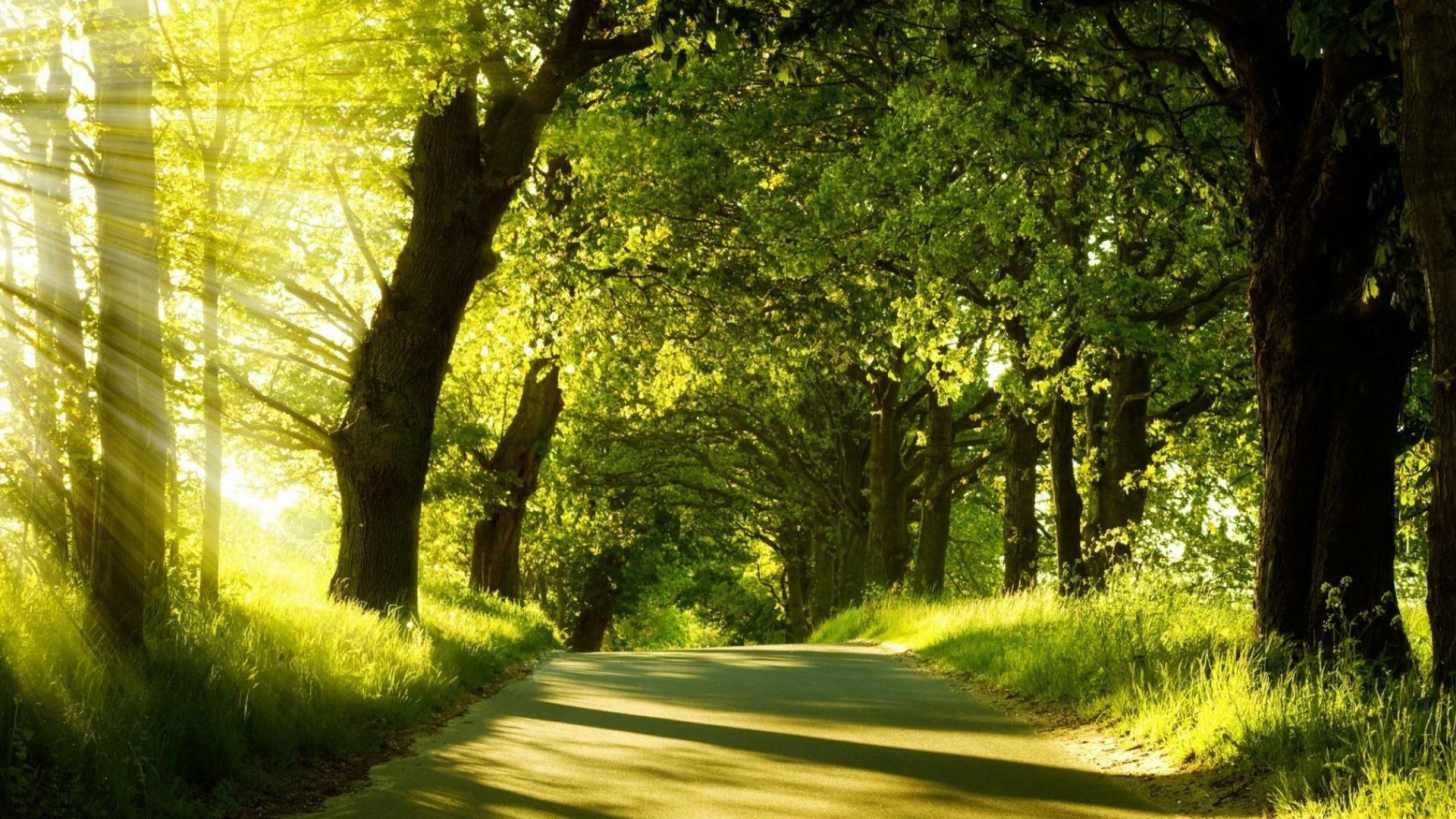 1920x1080 Wallpaper 1920x1080 Workout Nature 413887 Workout Nature Real Life Is About. Nature Picture, Nature Scenes, Landscape Photography Trees