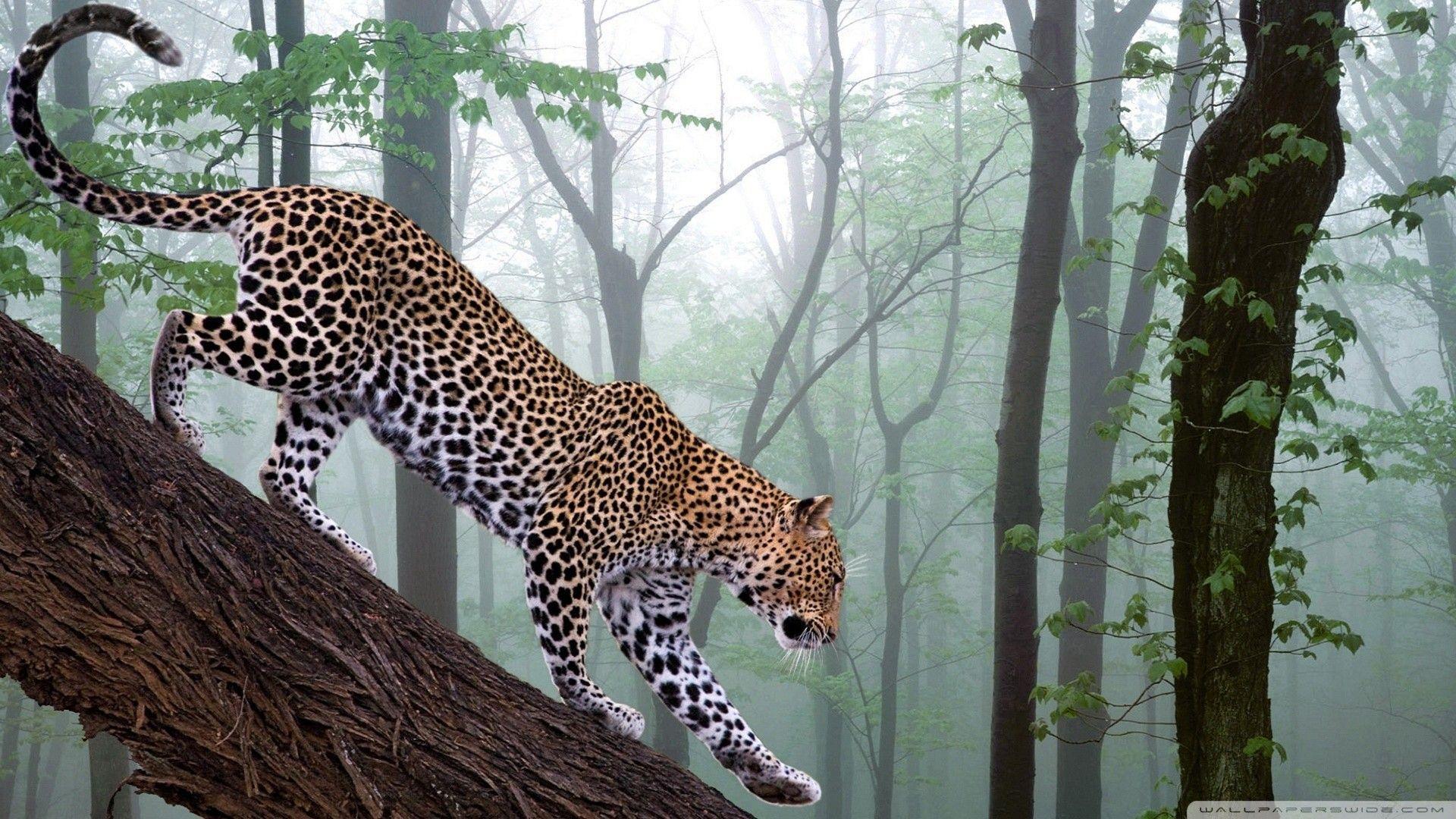 1920x1080 Vinny: King of the Jungle