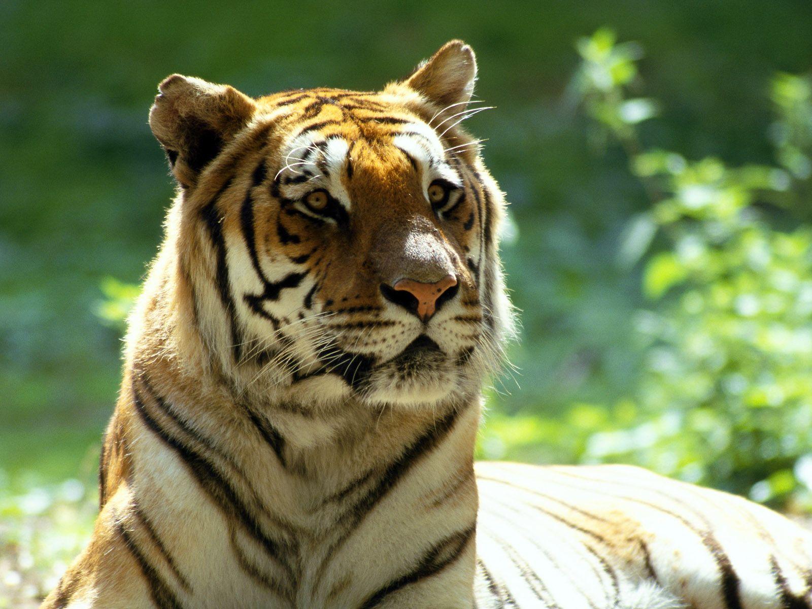 1600x1200 Moving Animal Wallpaper