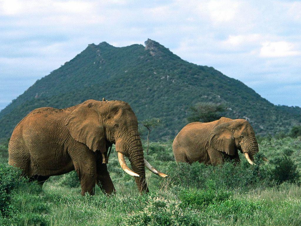 1024x768 Free Live Animal Wallpaper