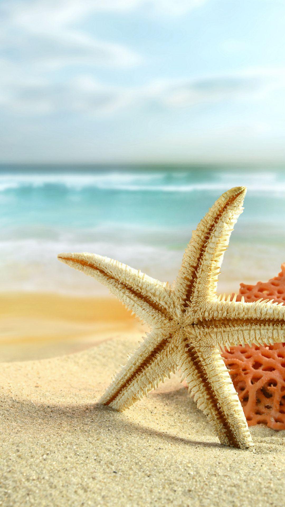 Sea Star Wallpapers - Top Free Sea Star Backgrounds - WallpaperAccess