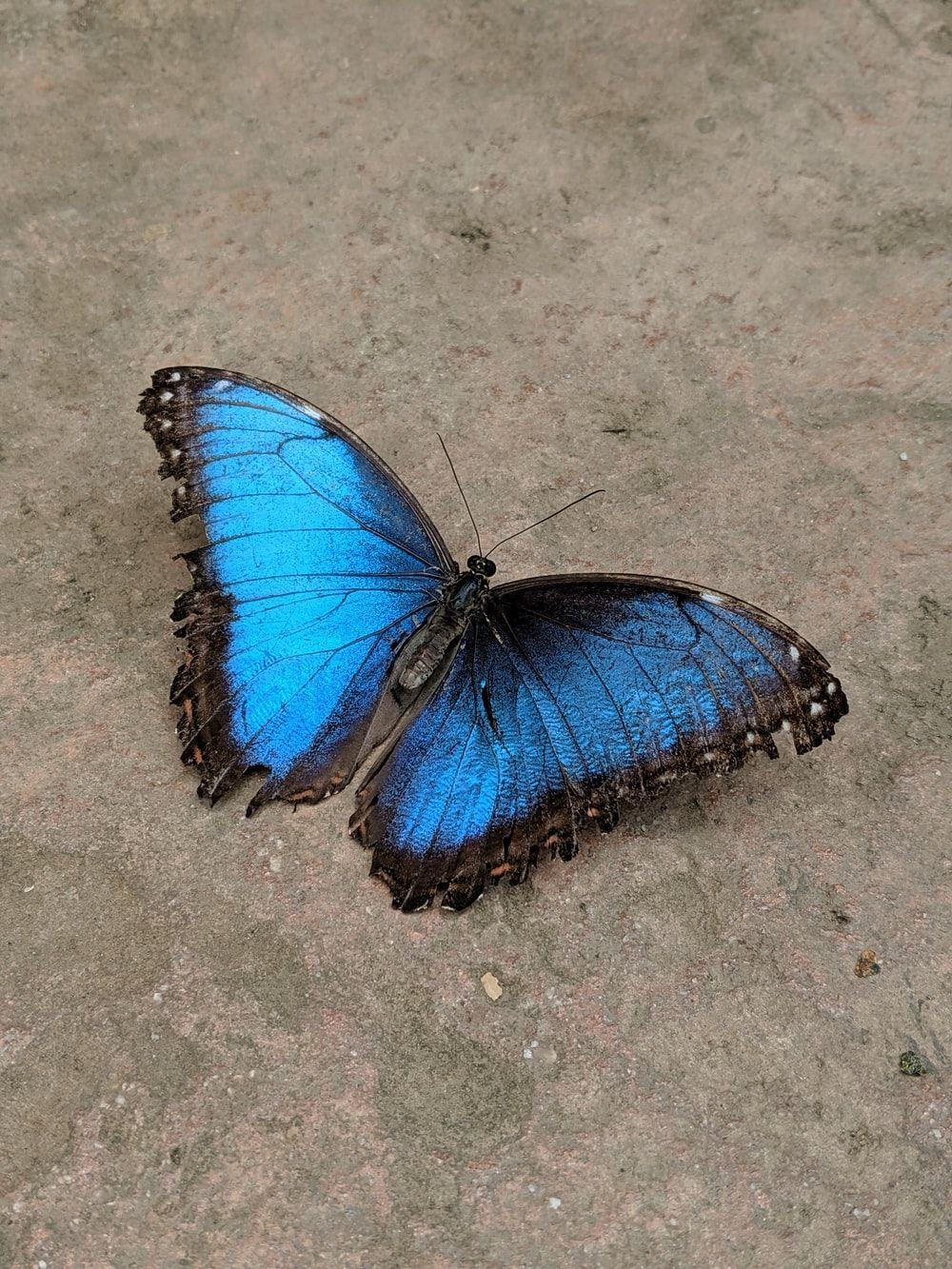 1000x1333 Butterfly Wallpaper: Free HD Download [HQ]
