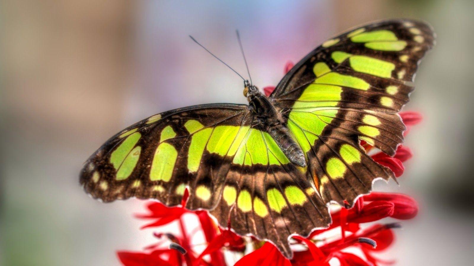 1600x900 Colorful Butterfly HD Wallpaper. Real & Artistic. Butterfly picture, Butterfly wallpaper, Colorful butterflies