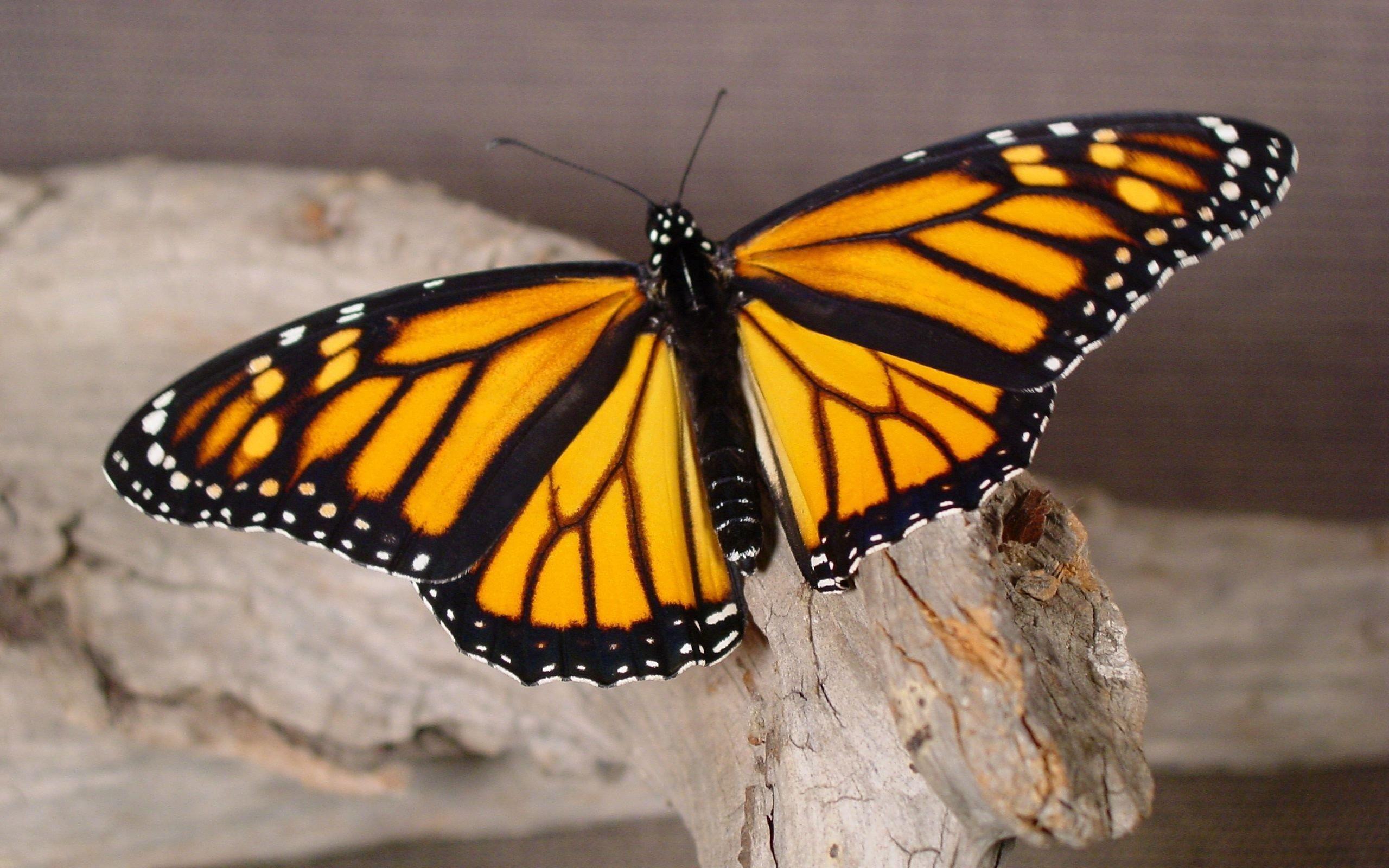 2560x1600 px HD Widescreen Wallpaper wallpaper by Archie Kingsman for. Butterfly picture, Monarch butterflies art, Butterfly wallpaper