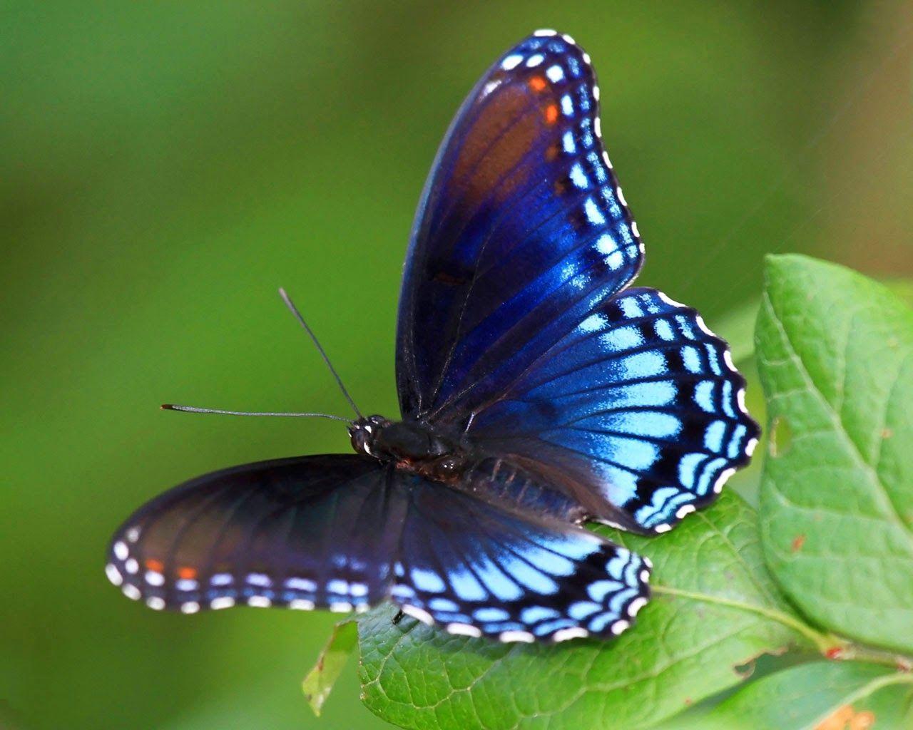 1280x1024 Butterflies Wallpaper Inspirational butterfly Desktop Wallpaper Allfreshwallpaper Inspiration of The Hudson