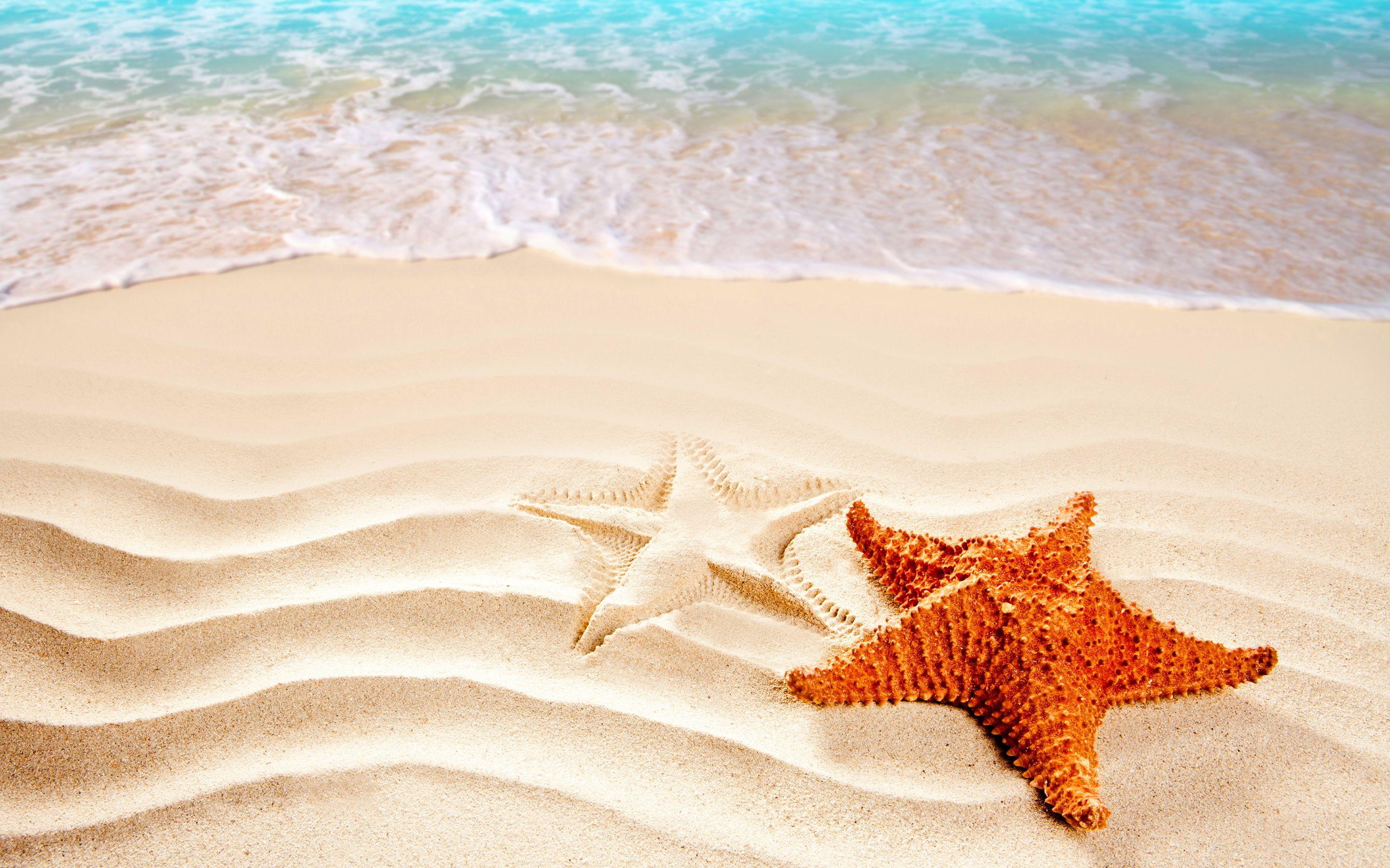 Sea Star Wallpapers Top Free Sea Star Backgrounds WallpaperAccess