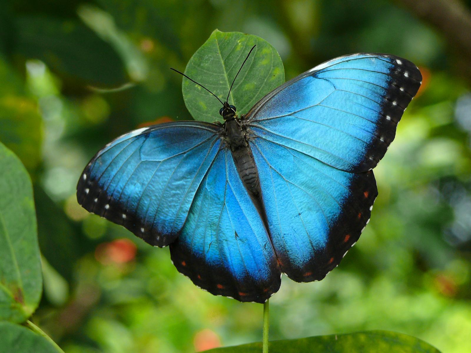 1600x1200 Free download Butterflies image Beautiful Butterflies HD wallpaper and background [1600x1200] for your Desktop, Mobile & Tablet. Explore Beautiful Wallpaper of Butterflies. Pretty Butterfly Wallpaper, Beautiful Butterfly Wallpaper for