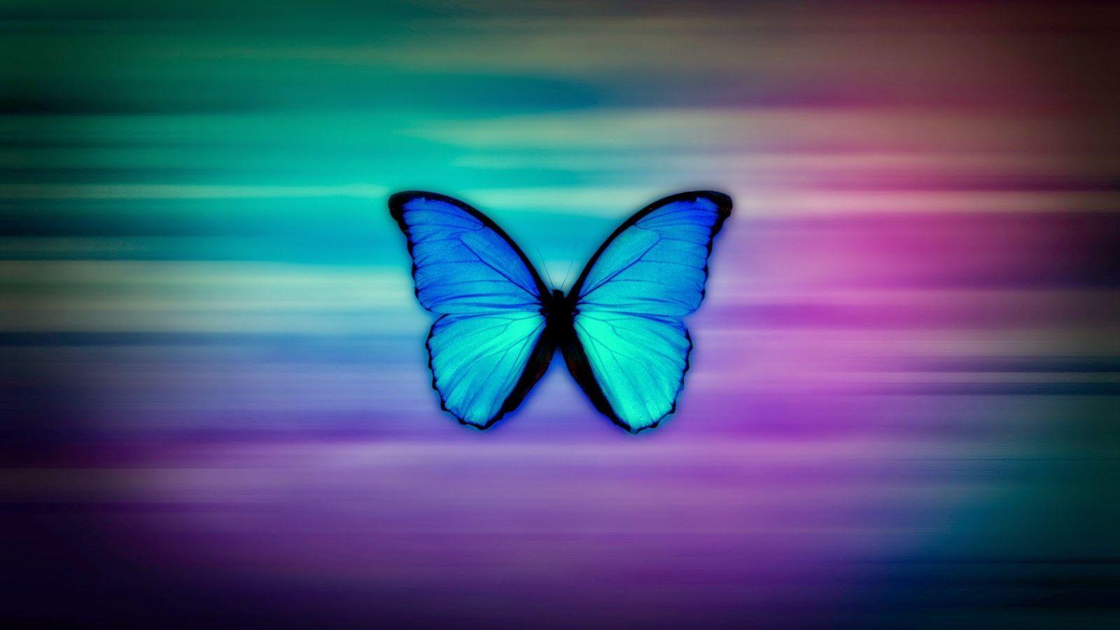 1600x900 Colorful Butterfly HD Wallpaper Real Artistic Butterfly Image HD HD Wallpaper