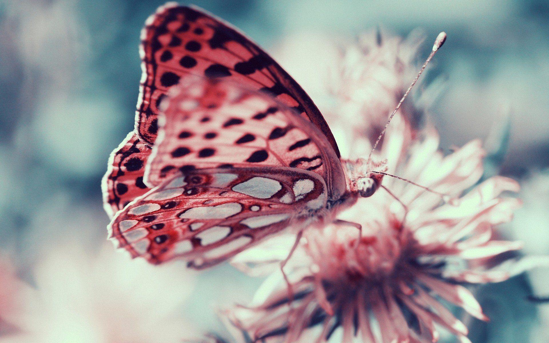 1920x1200 Real Wallpaper Pink Butterfly