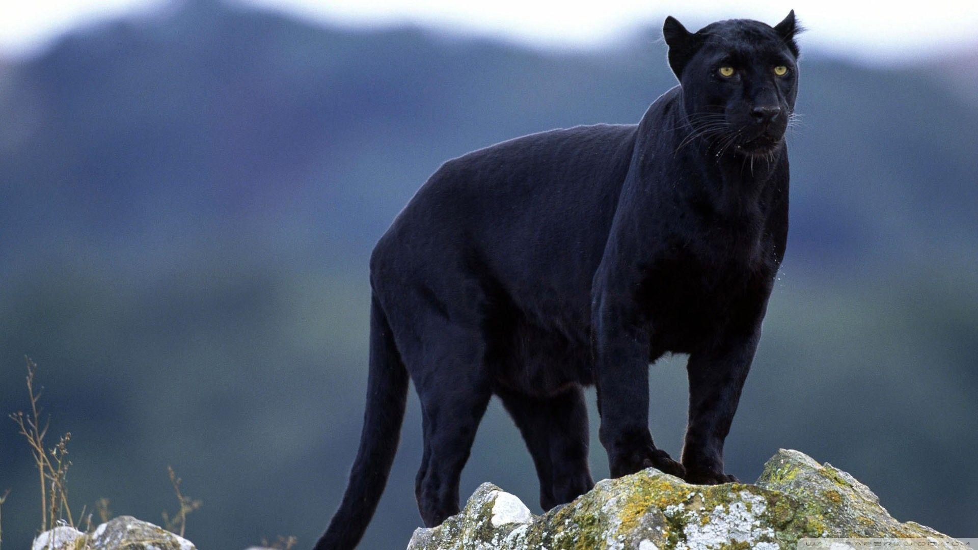 1920x1080 Art Black Panther Animal Wallpaper