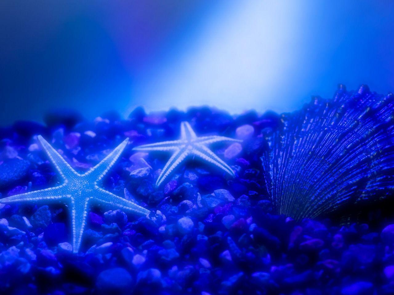 1280x960 Beauty Of The Sea Quotes. Quote Addicts. Underwater wallpaper, Nature desktop wallpaper, Nature wallpaper