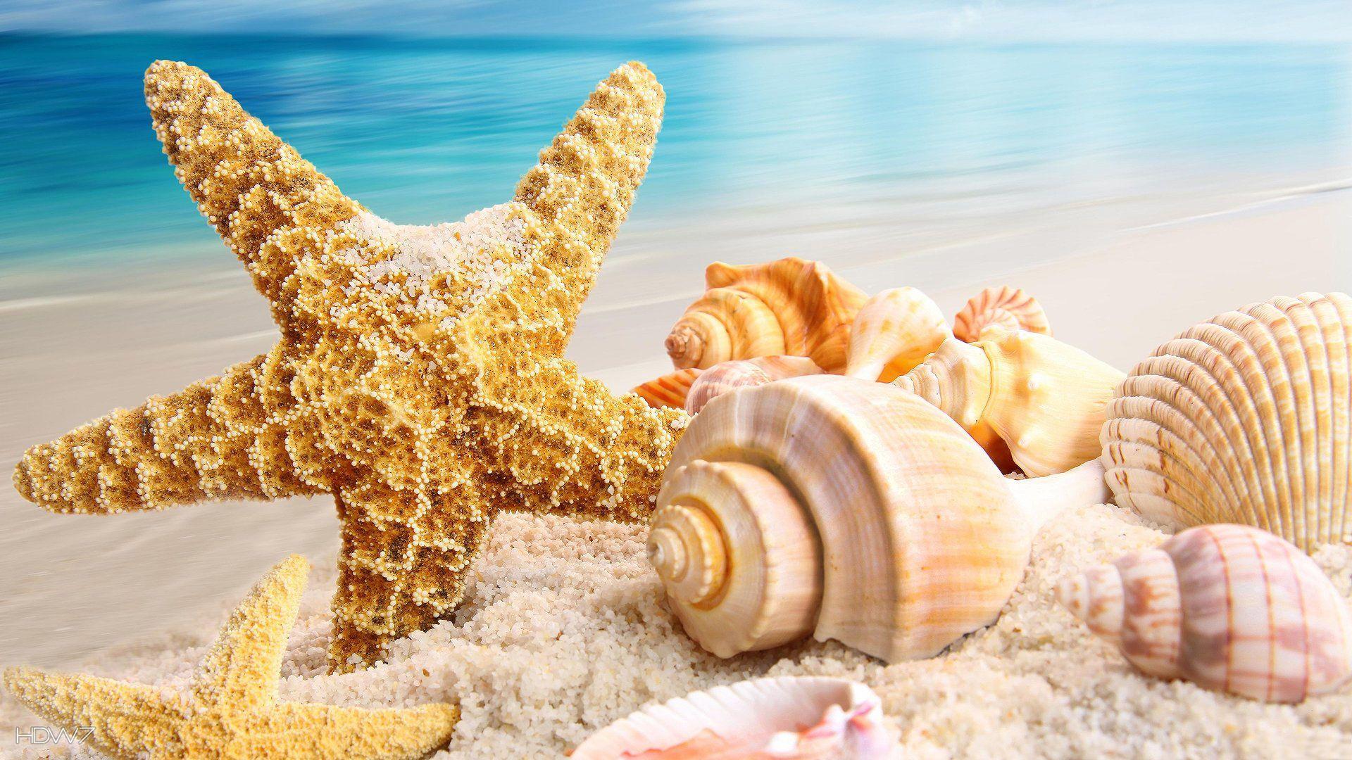 1920x1080 seastar and shells 1920x1080. HD wallpaper gallery