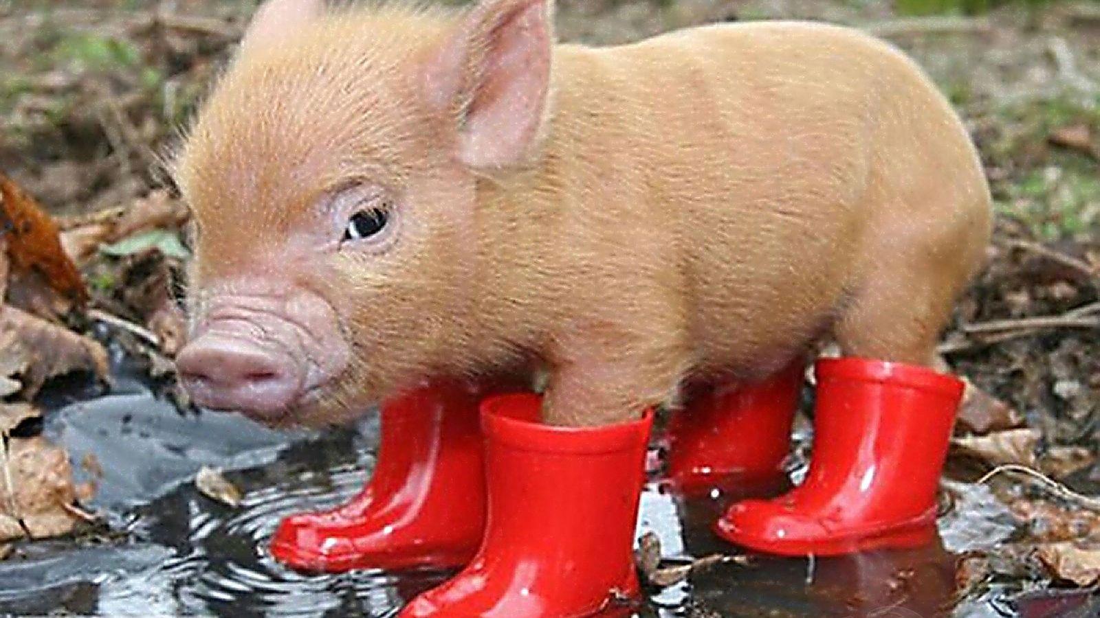 Adorable Baby Pigs Wallpapers - Top Free Adorable Baby Pigs Backgrounds ...