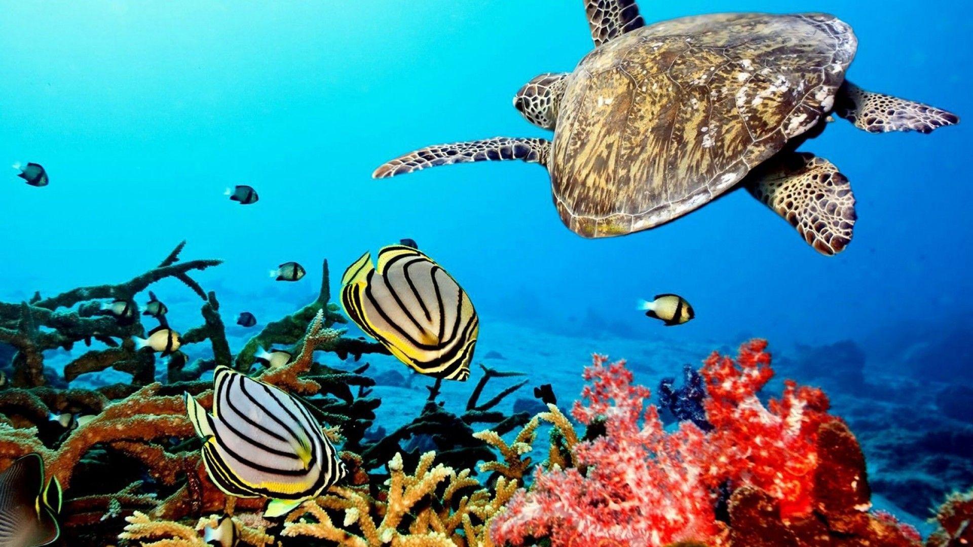 1920x1080 Coral Reef Wallpaper HD