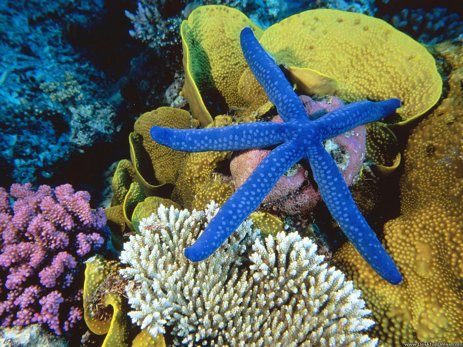 1600x1200 Desktop Wallpaper Animals Background Blue Linckia Sea Star, Great Barrier Reef, Australia