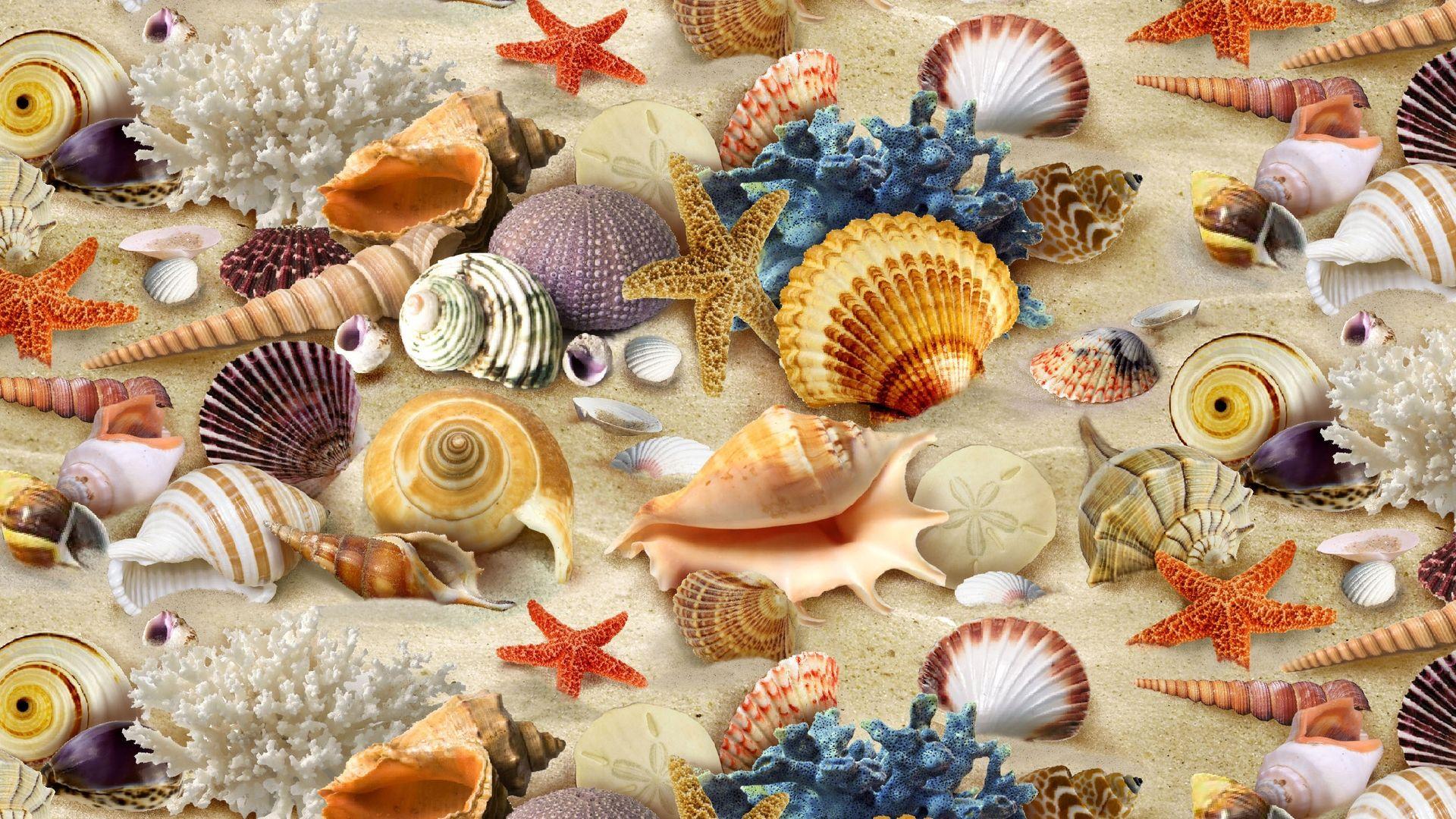 1920x1080 Coral Image Free Download