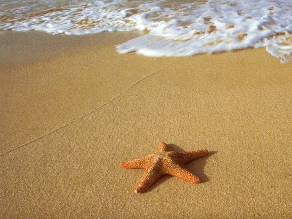 1024x768 Sea Star Wallpaper Free Image Slike. Blog Jakasifra.blogsp