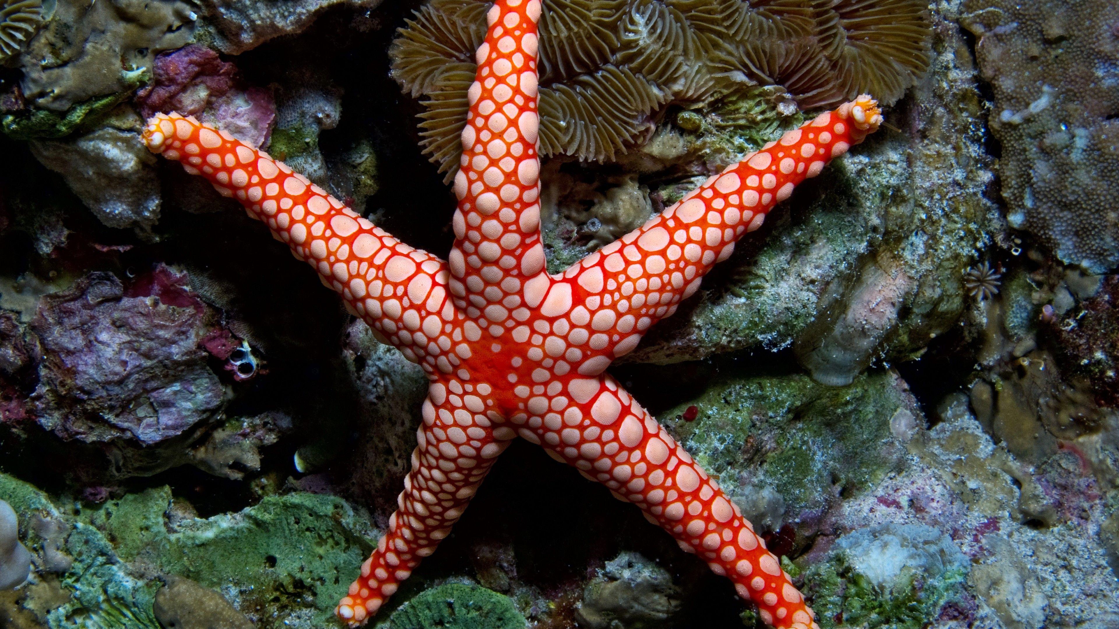 3840x2160 Wallpaper Fromia monilis, sea star, starfish, Indonesia, Indian, Pacific, ocean, sea, water, underwater, diving, tourism, red, World's best diving sites, Animals