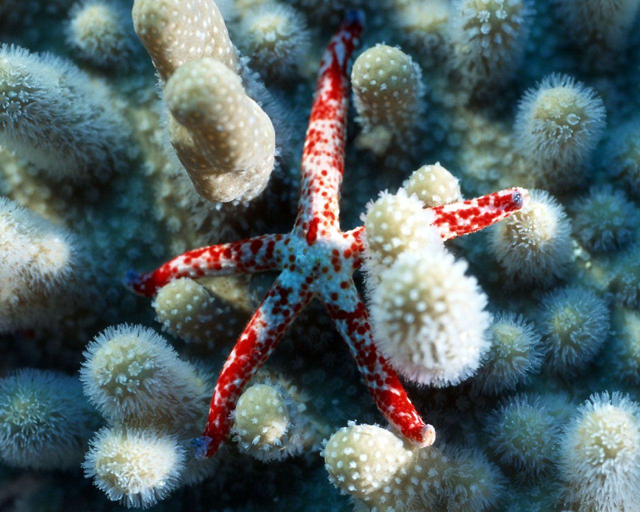 1280x1024 Sea star wallpaper. Sea star