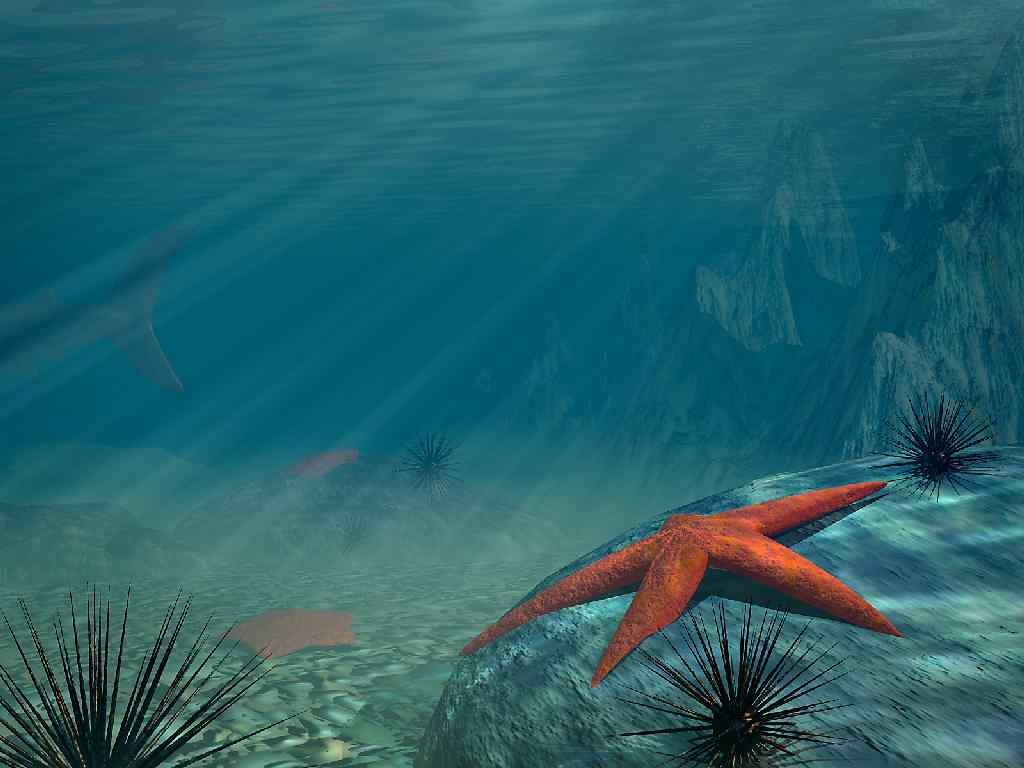 1024x768 sea star wallpaper