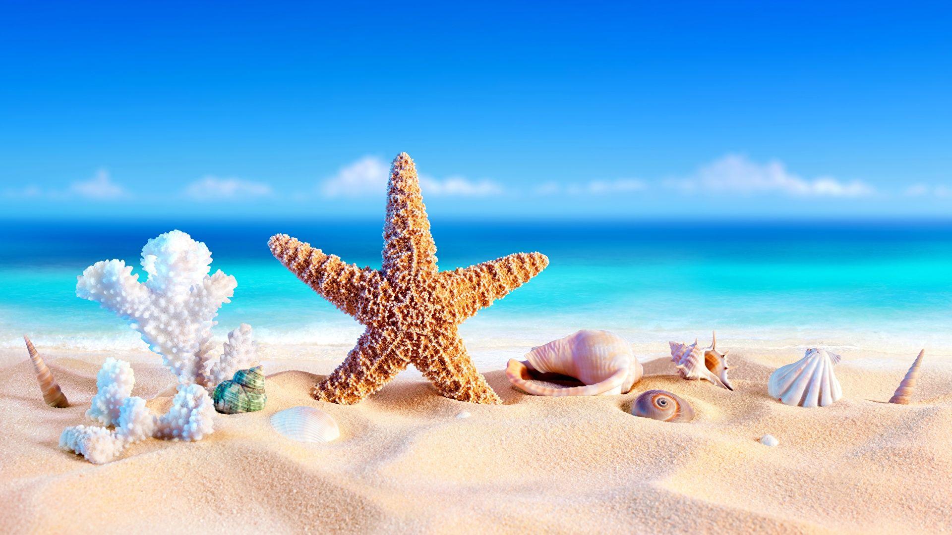 Sea Star Wallpapers - Top Free Sea Star Backgrounds - WallpaperAccess