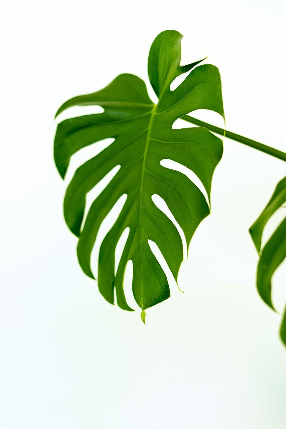 1000x1500 Leaf Background Image: Download HD Background
