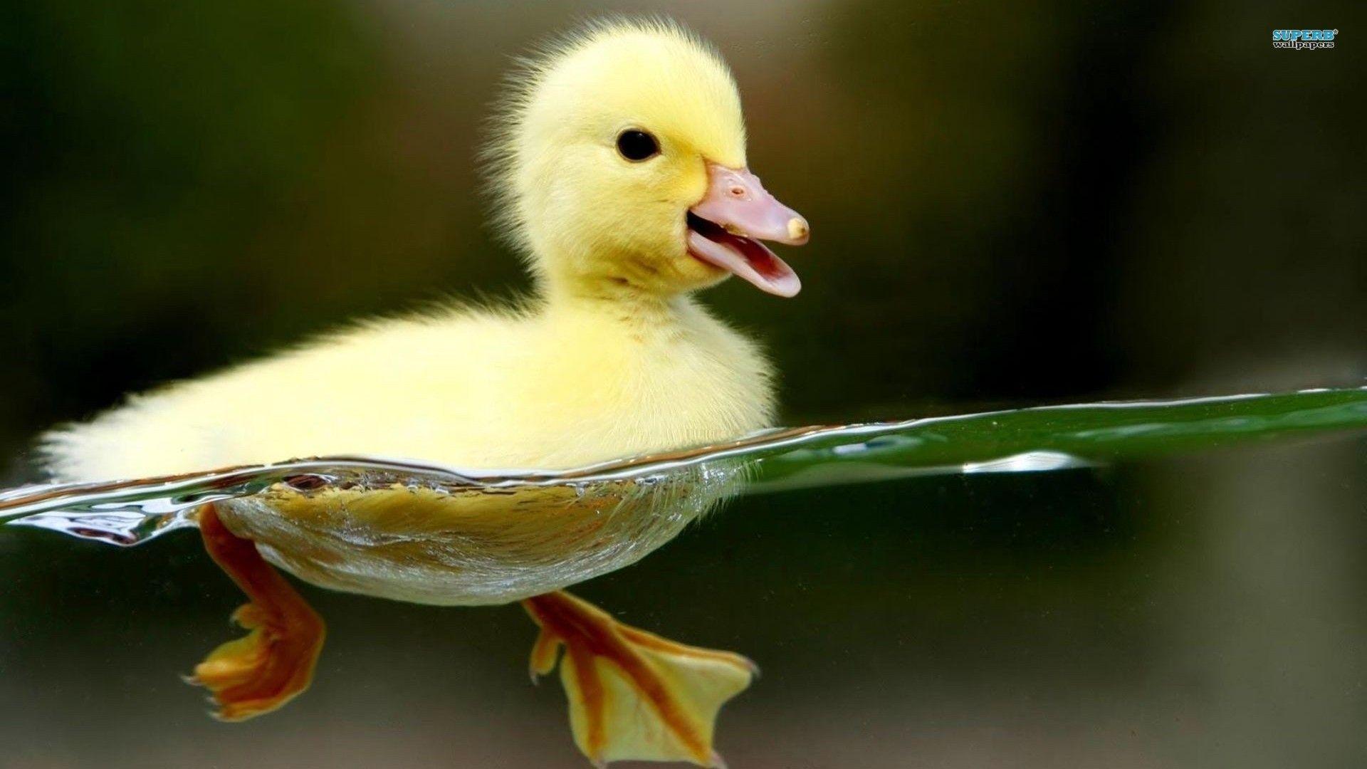 1920x1080 Duckling HD Desktop Wallpaper, Instagram photo, Background Image