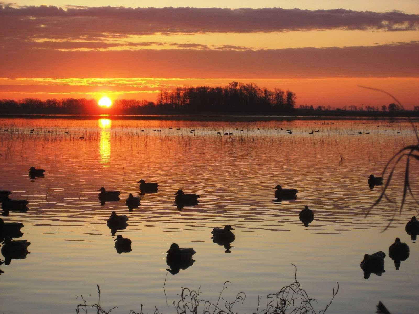 1600x1200 Duck Hunting Wallpaper Photo High Quality Of Computer Wallpaperwiki