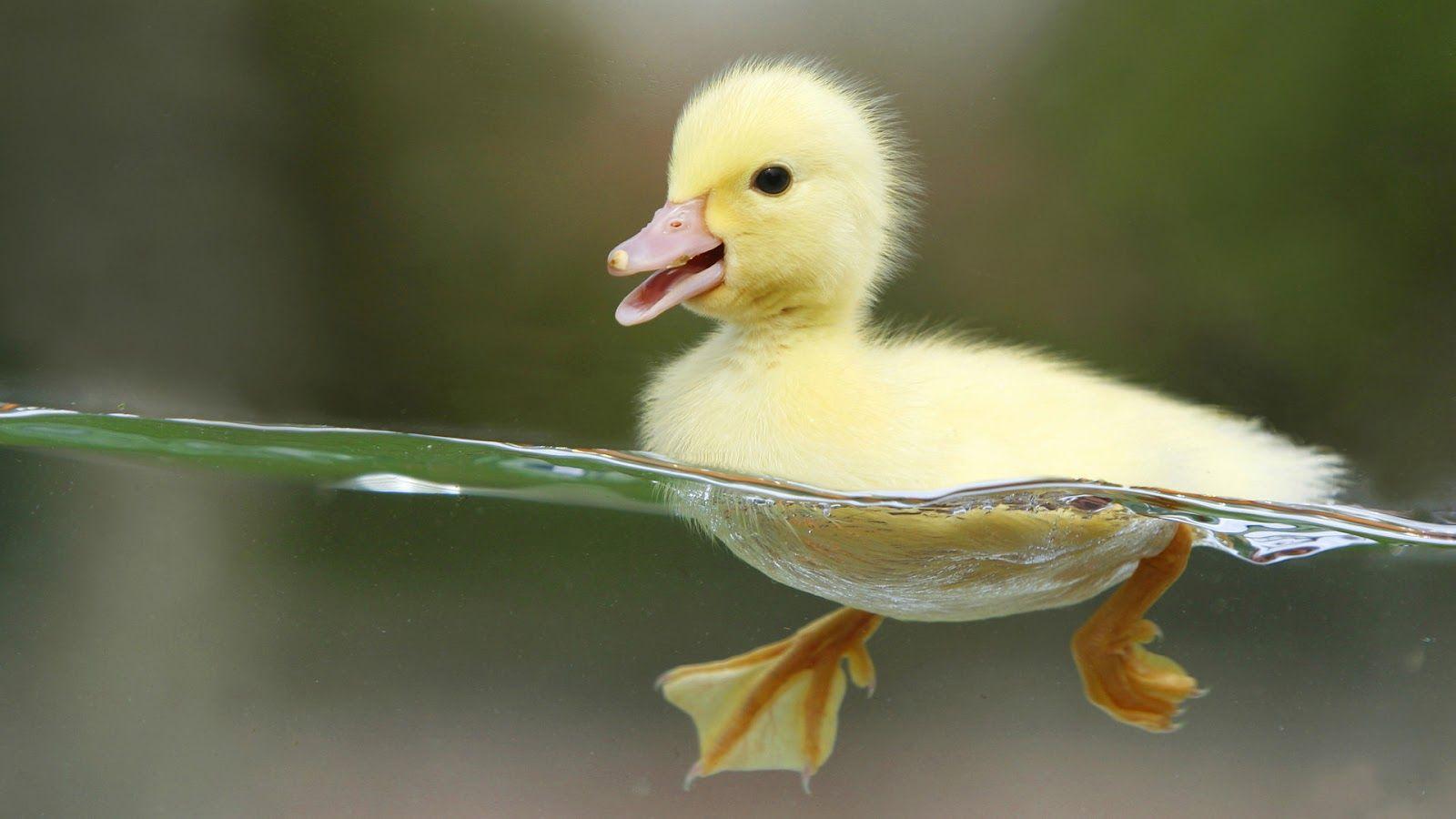 1600x900 Duck Pics