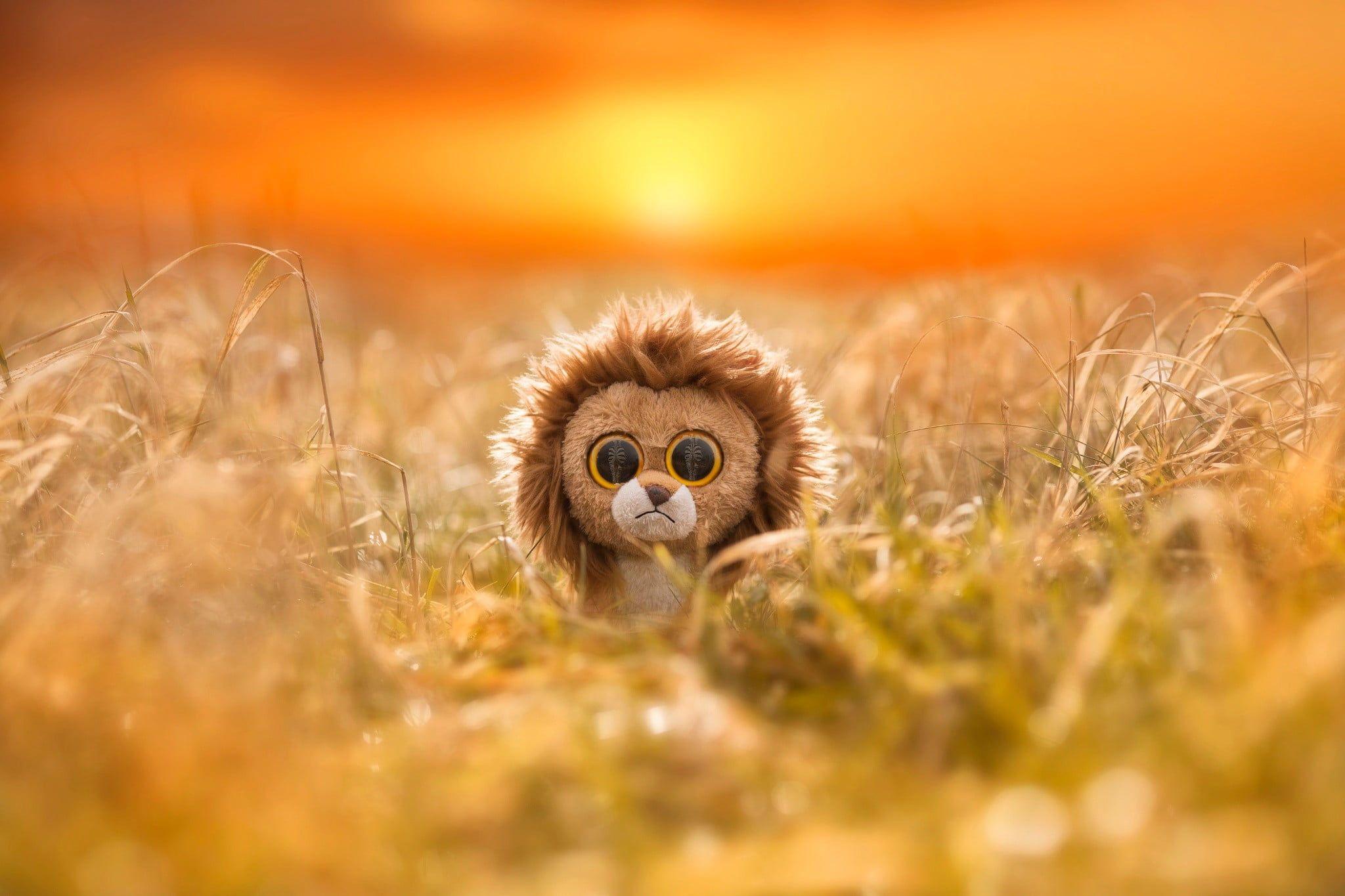 2048x1365 Selective Focus Photo Of Lion Beanie Boo HD Wallpaper Lion Eyes Wallpaper & Background Download