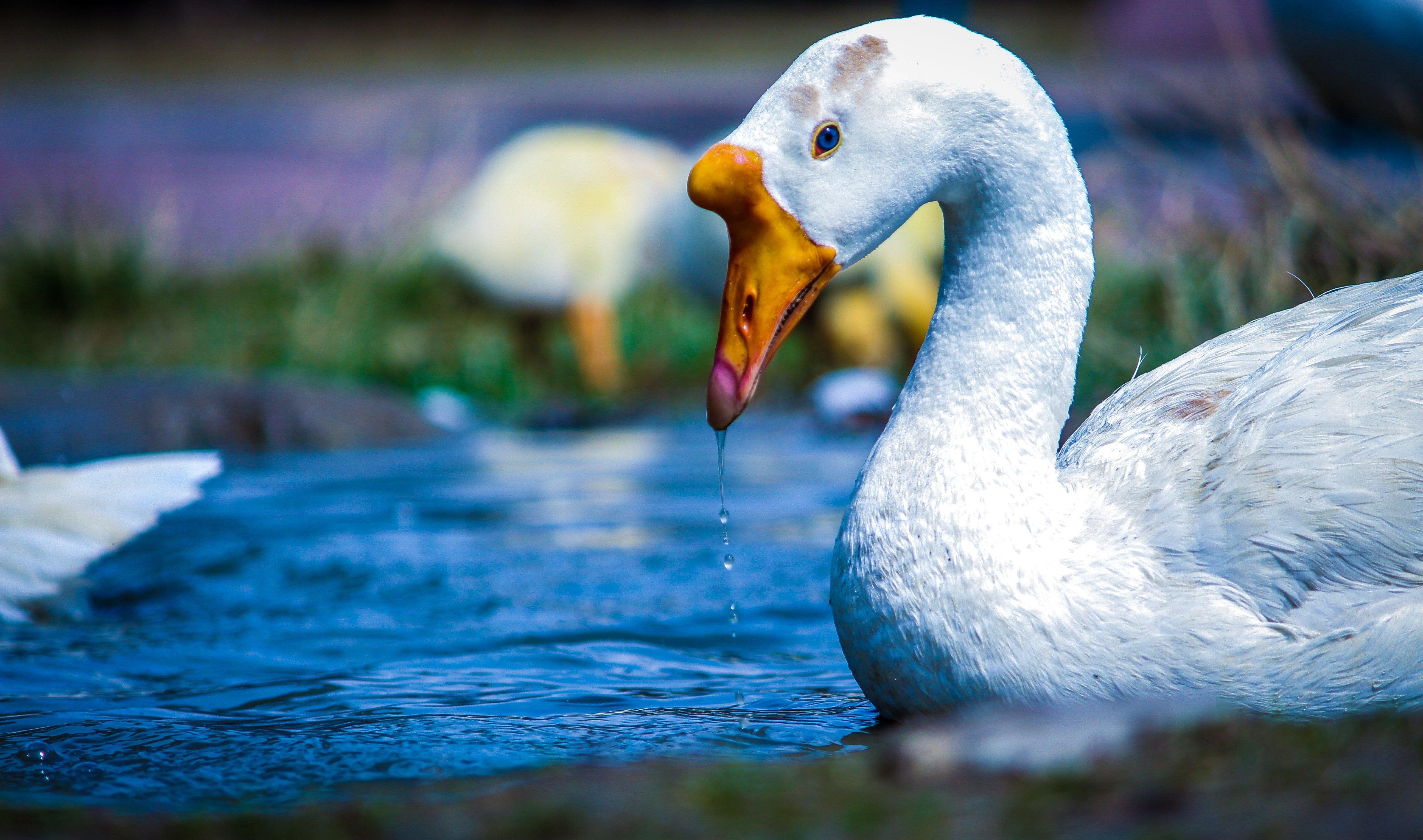 5184x3061 Swan, Duck, Water bird, Water, Waterfowl Wallpaper for Phone and HD