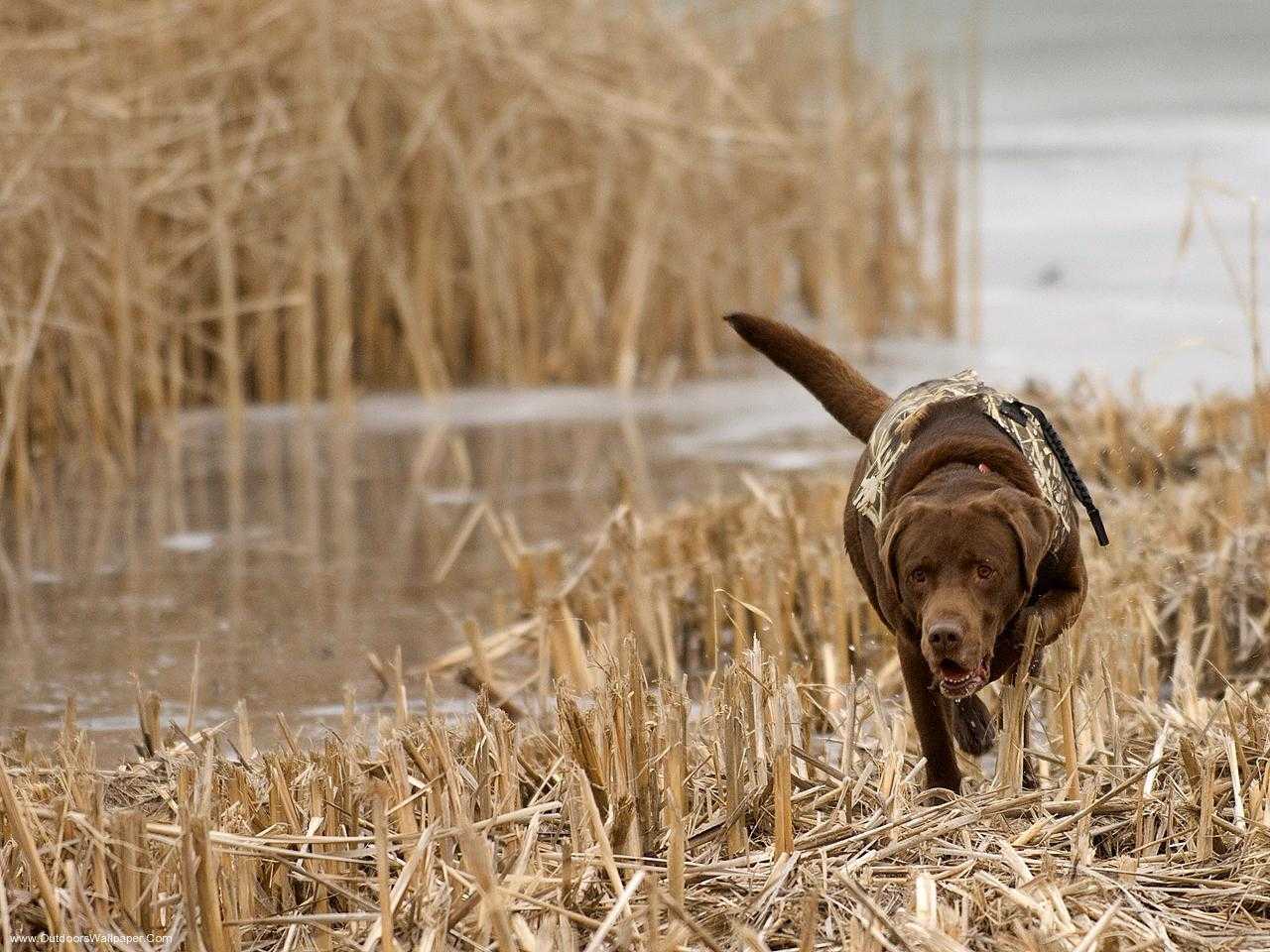 1280x960 Duck Hunting Background Wallpaper For Pc HD Pics