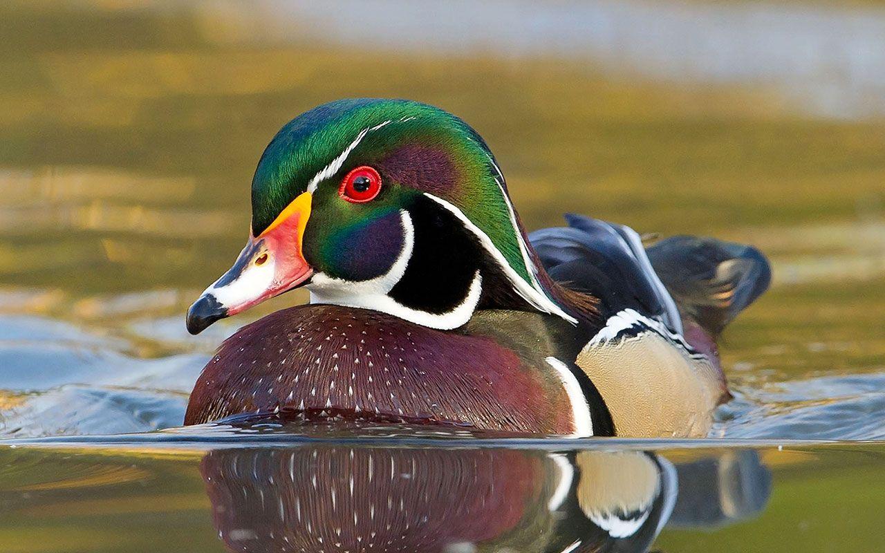 1280x800 Duck Pics