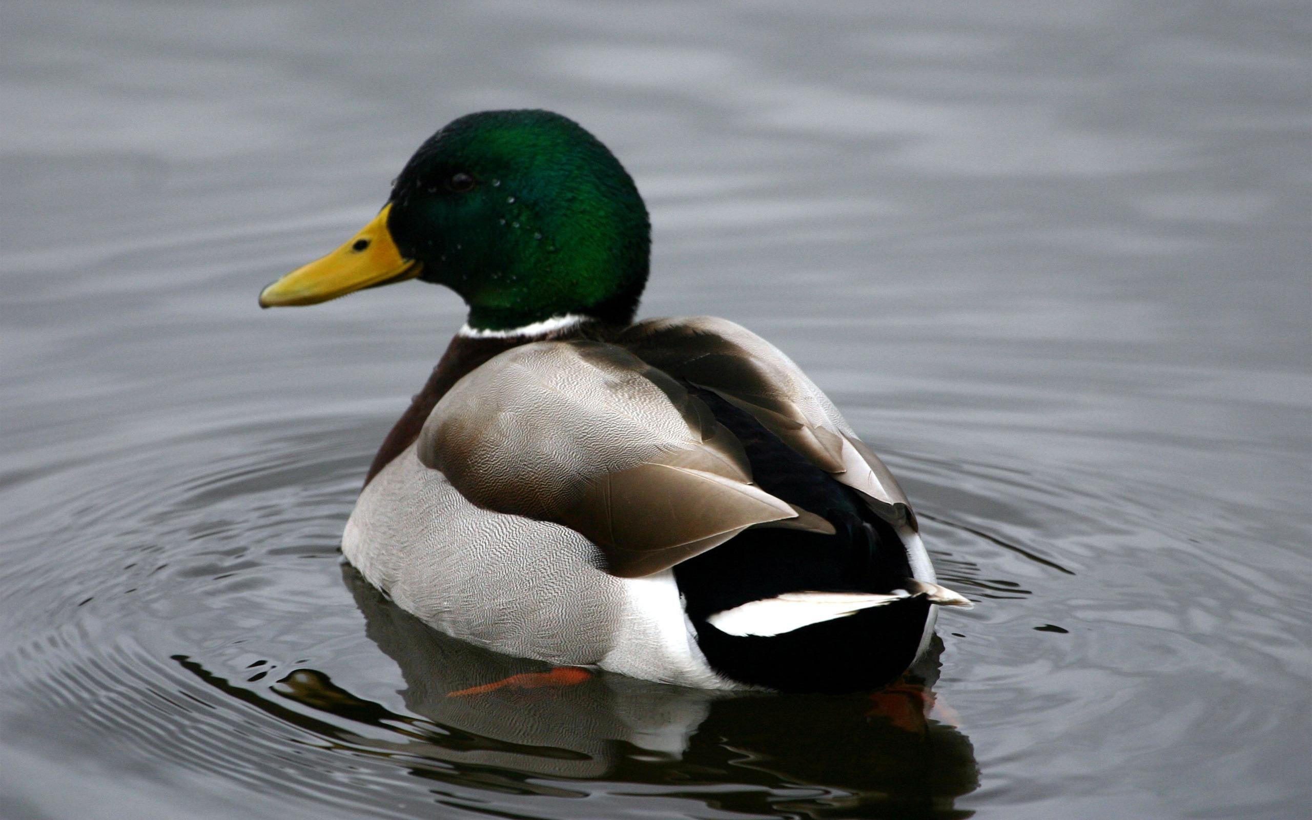 2560x1600 Mallard Duck HD desktop wallpaper Widescreen High Definition. HD