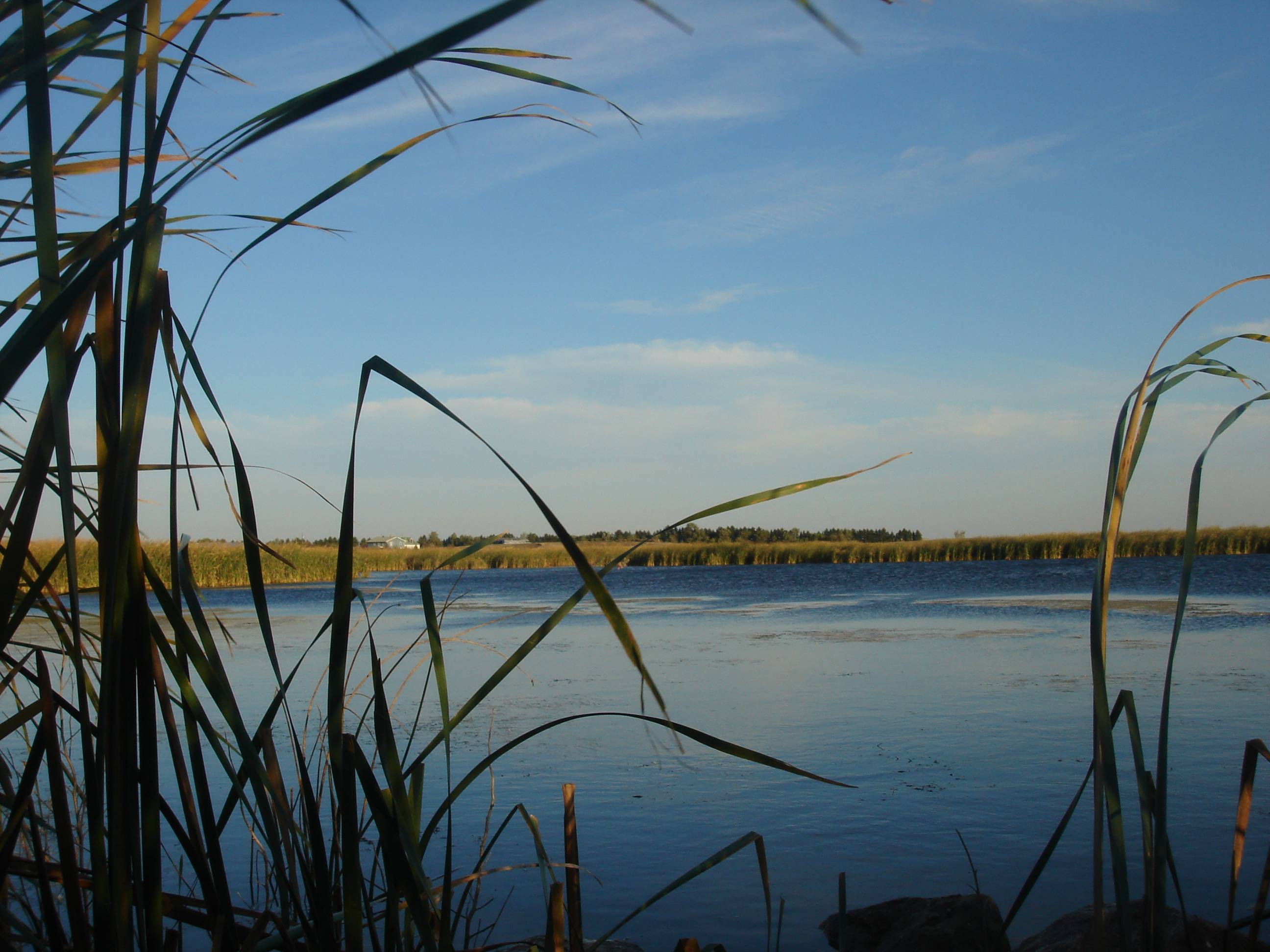 2592x1944 Duck Hunting Background