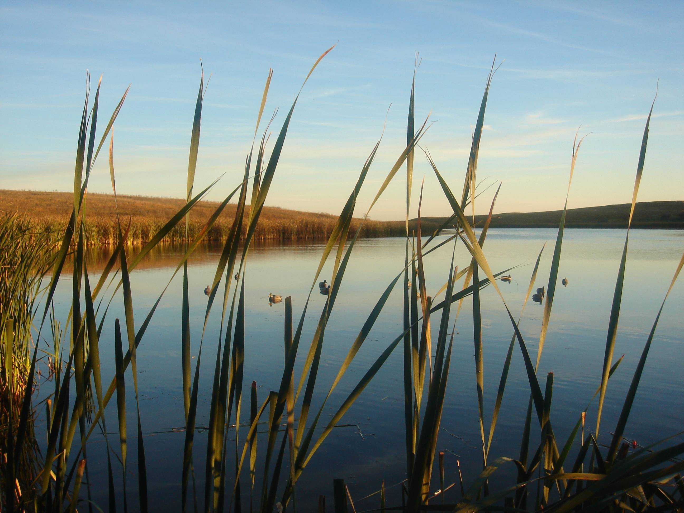 2592x1944 Duck Hunting Wallpaper High Resolution Desktop Background Of Mobile