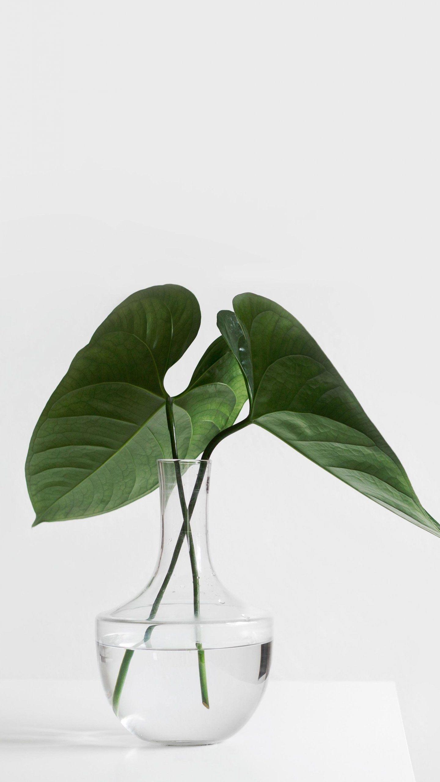 1440x2560 Desktop Aesthetic Plant Wallpaper iPhone planet moon iphone wallpaper