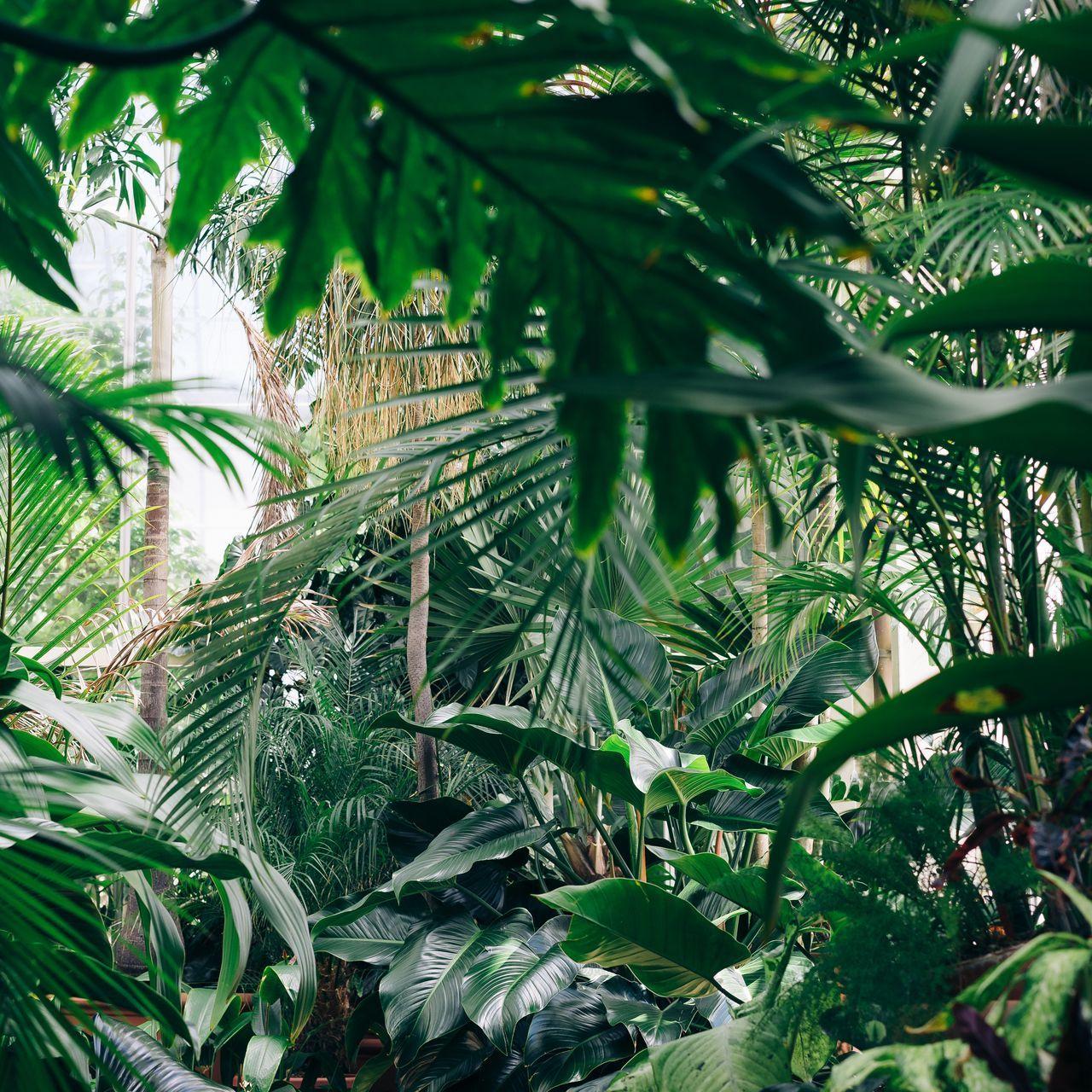 1280x1280 iPad Wallpaper Plants