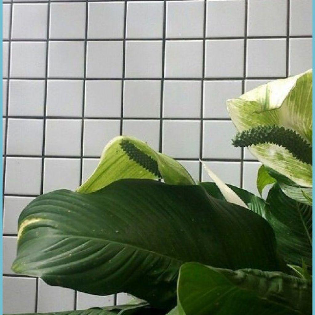 1024x1024 Plants Aesthetic Wallpaper Plant Wallpaper