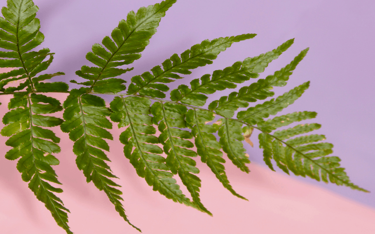 1280x800 Plant Aesthetic Wallpaper