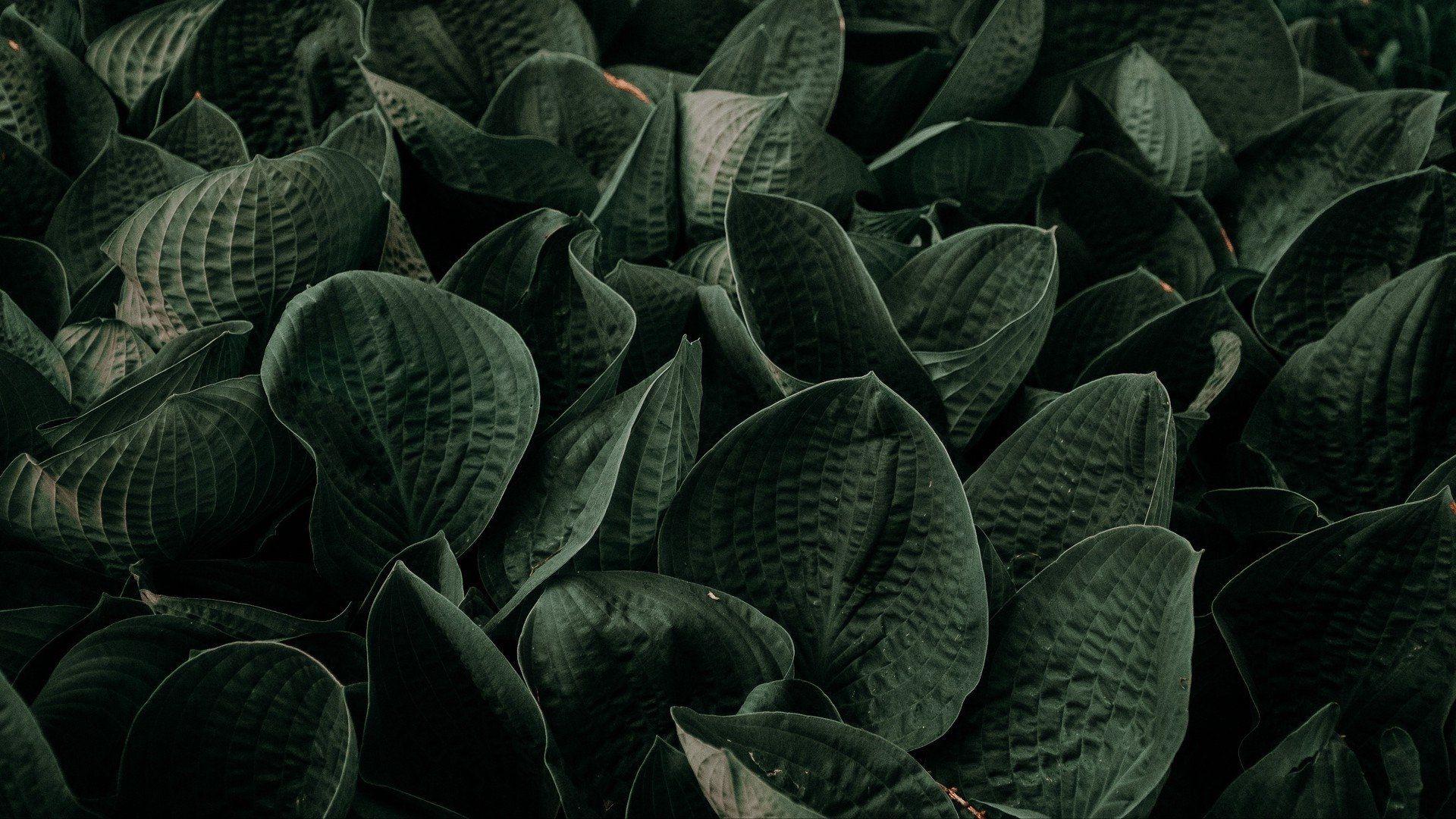 1920x1080 Green Aesthetic Wallpaper: Image