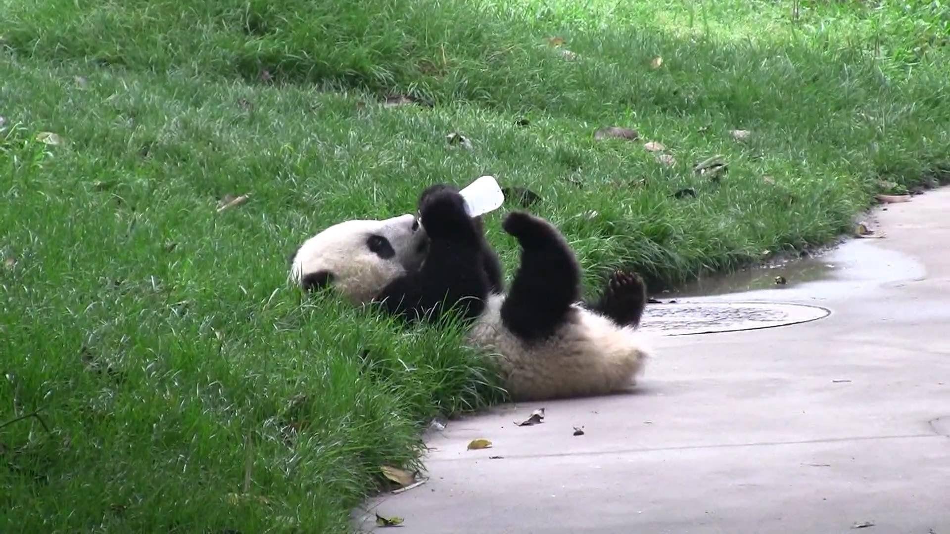 1920x1080 Baby Panda Desktop Pics Wallpaper 9445