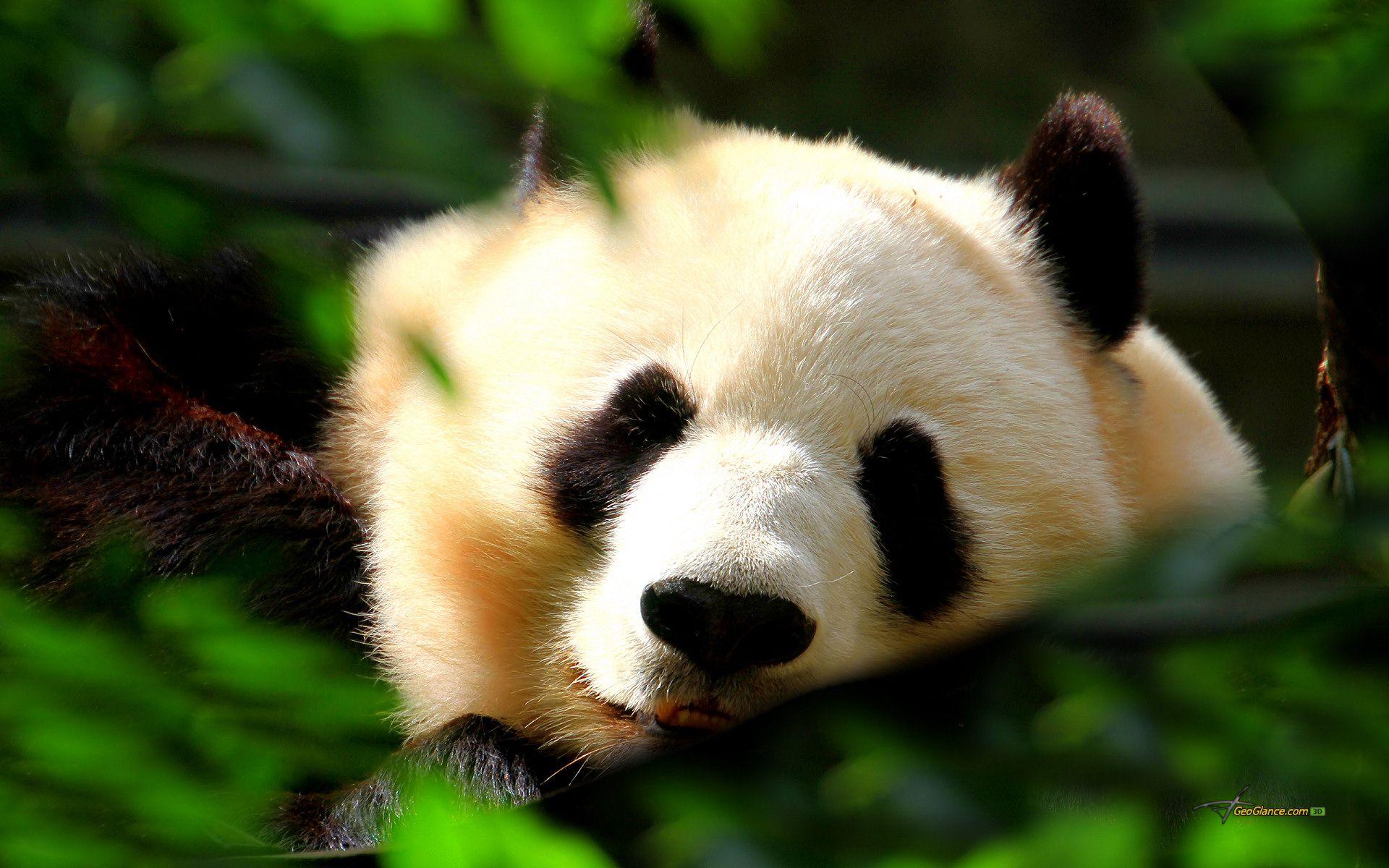1920x1200 Hình nền máy tính Panda HD dễ thương.  Hình nền máy tính để bàn HD
